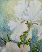 In the Light - White Bearded Iris
